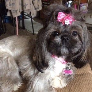 Meet your Posher, Pam